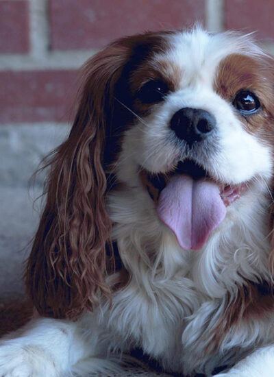 Werbeagentur in Köln Die netten Werber Hundepension Asmann