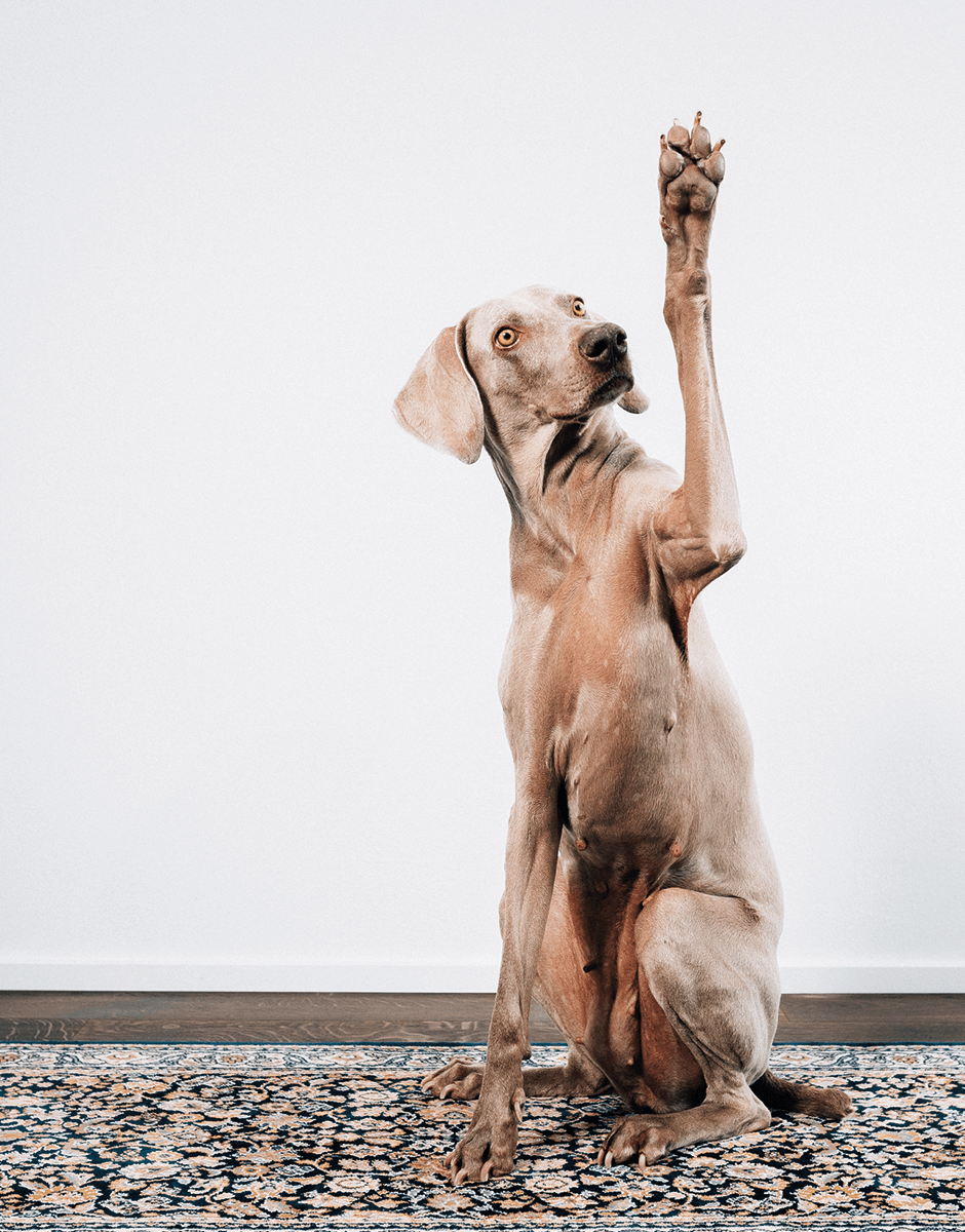 nett - Mila der Weimaraner – unser netter Agenturhund